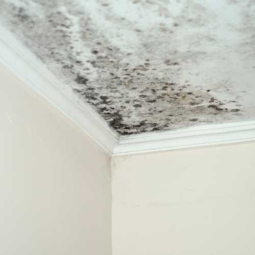 Expertise humidité maison et appartement Inspection humidité